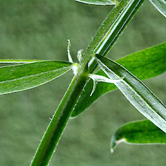 Leaflets and stipules. Gordon Park, Whanganui. Dec 2012.<br>Photographer: Colin C. Ogle, Licence: <a target='_blank' href='https://creativecommons.org/licenses/by-nc/4.0'>CC BY-NC</a>. <a class='member-message' href='/nzpcn/why-join-nzpcn/' target='_blank'>Members can view a larger version of this image.</a>