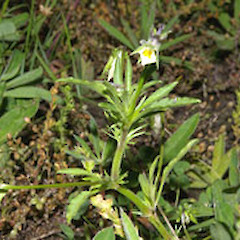 Viola arvensis.<br>Photographer: John Smith-Dodsworth, Licence: <a target='_blank' href='https://creativecommons.org/licenses/by-nc/4.0'>CC BY-NC</a>.