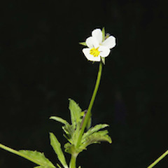 Viola arvensis.<br>Photographer: John Smith-Dodsworth, Licence: <a target='_blank' href='https://creativecommons.org/licenses/by-nc/4.0'>CC BY-NC</a>.