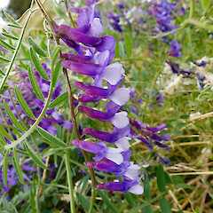 Near Sanson. Jan 2012.<br>Photographer: Colin C. Ogle, Licence: <a target='_blank' href='https://creativecommons.org/licenses/by-nc/4.0'>CC BY-NC</a>. <a class='member-message' href='/nzpcn/why-join-nzpcn/' target='_blank'>Members can view a larger version of this image.</a>