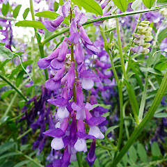 Near Sanson. Jan 2012.<br>Photographer: Colin C. Ogle, Licence: <a target='_blank' href='https://creativecommons.org/licenses/by-nc/4.0'>CC BY-NC</a>. <a class='member-message' href='/nzpcn/why-join-nzpcn/' target='_blank'>Members can view a larger version of this image.</a>