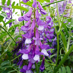 Near Sanson. Jan 2012.<br>Photographer: Colin C. Ogle, Licence: <a target='_blank' href='https://creativecommons.org/licenses/by-nc/4.0'>CC BY-NC</a>. <a class='member-message' href='/nzpcn/why-join-nzpcn/' target='_blank'>Members can view a larger version of this image.</a>