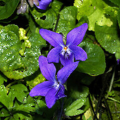 Viola odorata.<br>Photographer: John Smith-Dodsworth, Licence: <a target='_blank' href='https://creativecommons.org/licenses/by-nc/4.0'>CC BY-NC</a>. <a class='member-message' href='/nzpcn/why-join-nzpcn/' target='_blank'>Members can view a larger version of this image.</a>