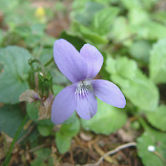 Viola riviniana.<br>Photographer: John Smith-Dodsworth, Licence: <a target='_blank' href='https://creativecommons.org/licenses/by-nc/4.0'>CC BY-NC</a>.