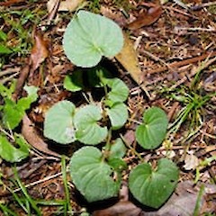 Viola riviniana.<br>Photographer: John Smith-Dodsworth, Licence: <a target='_blank' href='https://creativecommons.org/licenses/by-nc/4.0'>CC BY-NC</a>.