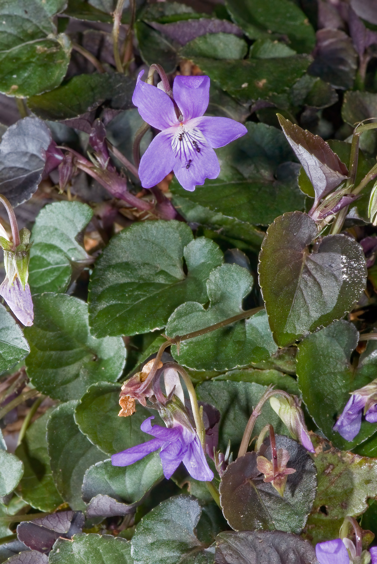 Viola Riviniana Rhs Viola riviniana • New Zealand Plant Conservation Network