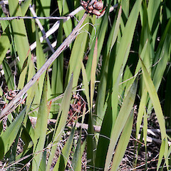Cormils. Wellsford.<br>Photographer: Jeremy R. Rolfe, Date taken: 16/07/2006, Licence: <a target='_blank' href='https://creativecommons.org/licenses/by/4.0'>CC BY</a>. <a class='member-message' href='/nzpcn/why-join-nzpcn/' target='_blank'>Members can view a larger version of this image.</a>