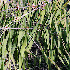 Cormils. Wellsford.<br>Photographer: Jeremy R. Rolfe, Date taken: 16/07/2006, Licence: <a target='_blank' href='https://creativecommons.org/licenses/by/4.0'>CC BY</a>. <a class='member-message' href='/nzpcn/why-join-nzpcn/' target='_blank'>Members can view a larger version of this image.</a>