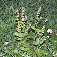 Salvia verbenaca.<br>Photographer: John Smith-Dodsworth, Licence: <a target='_blank' href='https://creativecommons.org/licenses/by-nc/4.0'>CC BY-NC</a>.