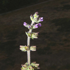 Salvia verbenaca.<br>Photographer: John Smith-Dodsworth, Licence: <a target='_blank' href='https://creativecommons.org/licenses/by-nc/4.0'>CC BY-NC</a>.