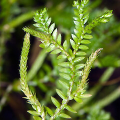 Strobili. Colonial Knob Scenic Reserve, Porirua.<br>Photographer: Jeremy R. Rolfe, Date taken: 04/07/2010, Licence: <a target='_blank' href='https://creativecommons.org/licenses/by/4.0'>CC BY</a>. <a class='member-message' href='/nzpcn/why-join-nzpcn/' target='_blank'>Members can view a larger version of this image.</a>