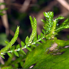 Strobili. Colonial Knob Scenic Reserve, Porirua.<br>Photographer: Jeremy R. Rolfe, Date taken: 04/07/2010, Licence: <a target='_blank' href='https://creativecommons.org/licenses/by/4.0'>CC BY</a>. <a class='member-message' href='/nzpcn/why-join-nzpcn/' target='_blank'>Members can view a larger version of this image.</a>