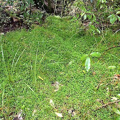 Gordon Park, Whanganui. Sep 2012.<br>Photographer: Colin C. Ogle, Licence: <a target='_blank' href='https://creativecommons.org/licenses/by-nc/4.0'>CC BY-NC</a>. <a class='member-message' href='/nzpcn/why-join-nzpcn/' target='_blank'>Members can view a larger version of this image.</a>