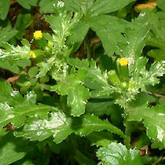 Senecio vulgaris