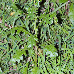 Senecio vulgaris plant in flower. Hutt River north of Stokes Valley, Lower Hutt.<br>Photographer: Jeremy R. Rolfe, Date taken: 23/04/2006, Licence: <a target='_blank' href='https://creativecommons.org/licenses/by/4.0'>CC BY</a>. <a class='member-message' href='/nzpcn/why-join-nzpcn/' target='_blank'>Members can view a larger version of this image.</a>
