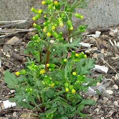 Senecio vulgaris.<br>Photographer: Peter J de Lange, Licence: <a target='_blank' href='https://creativecommons.org/licenses/by-nc/4.0'>CC BY-NC</a>. <a class='member-message' href='/nzpcn/why-join-nzpcn/' target='_blank'>Members can view a larger version of this image.</a>