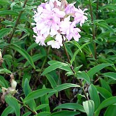 Saponaria officinalis