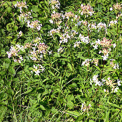 Beside Danube River, Weltenburg, Bavaria, Germany.<br>Photographer: Colin C. Ogle, Date taken: 16/07/2015, Licence: <a target='_blank' href='https://creativecommons.org/licenses/by-nc/4.0'>CC BY-NC</a>. <a class='member-message' href='/nzpcn/why-join-nzpcn/' target='_blank'>Members can view a larger version of this image.</a>