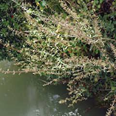 Whanganui River. Feb 2008.<br>Photographer: Colin C. Ogle, Licence: <a target='_blank' href='https://creativecommons.org/licenses/by-nc/4.0'>CC BY-NC</a>.