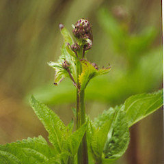 Scrophularia auriculata.<br>Photographer: Nicholas J. D. Singers, Licence: All rights reserved.