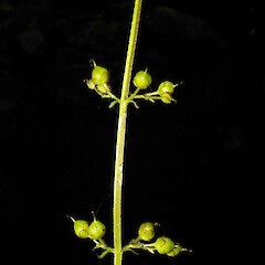 Scrophularia auriculata L.<br>Photographer: John Smith-Dodsworth, Licence: <a target='_blank' href='https://creativecommons.org/licenses/by-nc/4.0'>CC BY-NC</a>. <a class='member-message' href='/nzpcn/why-join-nzpcn/' target='_blank'>Members can view a larger version of this image.</a>