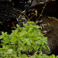 Scrophularia auriculata L.<br>Photographer: John Smith-Dodsworth, Licence: <a target='_blank' href='https://creativecommons.org/licenses/by-nc/4.0'>CC BY-NC</a>. <a class='member-message' href='/nzpcn/why-join-nzpcn/' target='_blank'>Members can view a larger version of this image.</a>