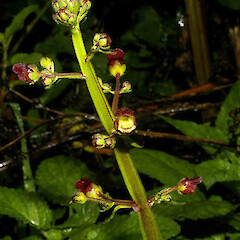 Scrophularia auriculata L.<br>Photographer: John Smith-Dodsworth, Licence: <a target='_blank' href='https://creativecommons.org/licenses/by-nc/4.0'>CC BY-NC</a>. <a class='member-message' href='/nzpcn/why-join-nzpcn/' target='_blank'>Members can view a larger version of this image.</a>