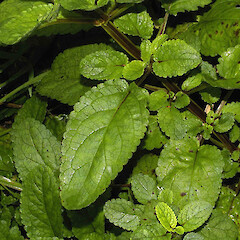 Scrophularia auriculata L.<br>Photographer: John Smith-Dodsworth, Licence: <a target='_blank' href='https://creativecommons.org/licenses/by-nc/4.0'>CC BY-NC</a>. <a class='member-message' href='/nzpcn/why-join-nzpcn/' target='_blank'>Members can view a larger version of this image.</a>