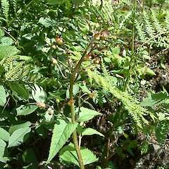 Scrophularia nodosa L.<br>Photographer: John Smith-Dodsworth, Licence: <a target='_blank' href='https://creativecommons.org/licenses/by-nc/4.0'>CC BY-NC</a>. <a class='member-message' href='/nzpcn/why-join-nzpcn/' target='_blank'>Members can view a larger version of this image.</a>