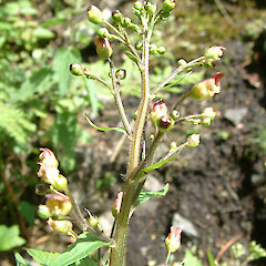Scrophularia nodosa L.<br>Photographer: John Smith-Dodsworth, Licence: <a target='_blank' href='https://creativecommons.org/licenses/by-nc/4.0'>CC BY-NC</a>. <a class='member-message' href='/nzpcn/why-join-nzpcn/' target='_blank'>Members can view a larger version of this image.</a>
