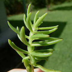 Sedum mexicanum.<br>Photographer: John Smith-Dodsworth, Licence: <a target='_blank' href='https://creativecommons.org/licenses/by-nc/4.0'>CC BY-NC</a>. <a class='member-message' href='/nzpcn/why-join-nzpcn/' target='_blank'>Members can view a larger version of this image.</a>