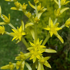 Sedum mexicanum.<br>Photographer: John Smith-Dodsworth, Licence: <a target='_blank' href='https://creativecommons.org/licenses/by-nc/4.0'>CC BY-NC</a>. <a class='member-message' href='/nzpcn/why-join-nzpcn/' target='_blank'>Members can view a larger version of this image.</a>