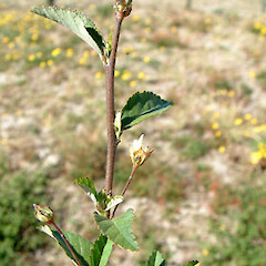 Sida rhombifolia