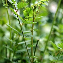 Sanguisorba minor subsp. balearica