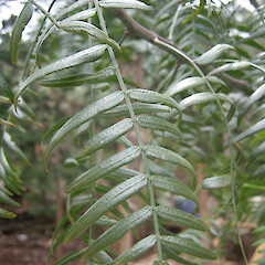 Peruvian Pepper Tree (Schinus molle) · iNaturalist