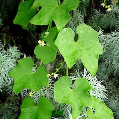 Sechium edule.<br>Photographer: Peter J de Lange, Licence: <a target='_blank' href='https://creativecommons.org/licenses/by-nc/4.0'>CC BY-NC</a>. <a class='member-message' href='/nzpcn/why-join-nzpcn/' target='_blank'>Members can view a larger version of this image.</a>