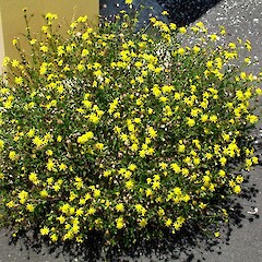 Senecio skirrhodon.<br>Photographer: Peter J de Lange, Licence: <a target='_blank' href='https://creativecommons.org/licenses/by-nc/4.0'>CC BY-NC</a>. <a class='member-message' href='/nzpcn/why-join-nzpcn/' target='_blank'>Members can view a larger version of this image.</a>
