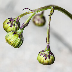 Involucral bracts. Hutt River.<br>Photographer: Jeremy R. Rolfe, Date taken: 07/10/2012, Licence: <a target='_blank' href='https://creativecommons.org/licenses/by/4.0'>CC BY</a>. <a class='member-message' href='/nzpcn/why-join-nzpcn/' target='_blank'>Members can view a larger version of this image.</a>