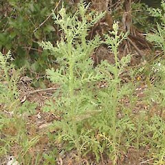 Senecio sylvaticus