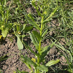 Thlaspi arvense L.<br>Photographer: John Smith-Dodsworth, Licence: <a target='_blank' href='https://creativecommons.org/licenses/by-nc/4.0'>CC BY-NC</a>. <a class='member-message' href='/nzpcn/why-join-nzpcn/' target='_blank'>Members can view a larger version of this image.</a>