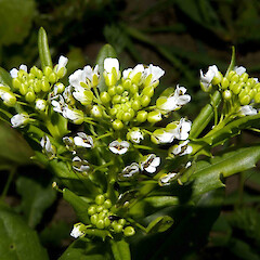 Thlaspi arvense L.<br>Photographer: John Smith-Dodsworth, Licence: <a target='_blank' href='https://creativecommons.org/licenses/by-nc/4.0'>CC BY-NC</a>. <a class='member-message' href='/nzpcn/why-join-nzpcn/' target='_blank'>Members can view a larger version of this image.</a>