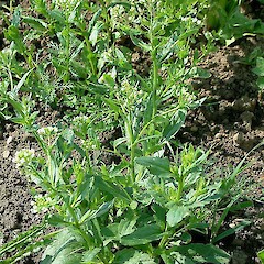Thlaspi arvense L.<br>Photographer: John Smith-Dodsworth, Licence: <a target='_blank' href='https://creativecommons.org/licenses/by-nc/4.0'>CC BY-NC</a>. <a class='member-message' href='/nzpcn/why-join-nzpcn/' target='_blank'>Members can view a larger version of this image.</a>