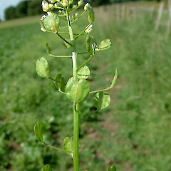 Thlaspi arvense L.<br>Photographer: John Smith-Dodsworth, Licence: <a target='_blank' href='https://creativecommons.org/licenses/by-nc/4.0'>CC BY-NC</a>. <a class='member-message' href='/nzpcn/why-join-nzpcn/' target='_blank'>Members can view a larger version of this image.</a>