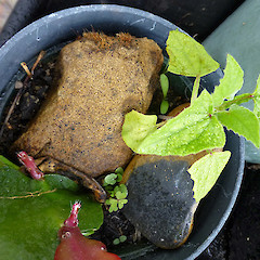 Self-sown seedling, Whanganui.<br>Photographer: Colin C. Ogle, Date taken: 01/03/2013, Licence: <a target='_blank' href='https://creativecommons.org/licenses/by-nc/4.0'>CC BY-NC</a>.