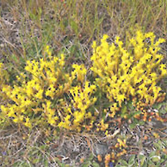 Sedum acre.<br>Photographer: John Smith-Dodsworth, Licence: <a target='_blank' href='https://creativecommons.org/licenses/by-nc/4.0'>CC BY-NC</a>.