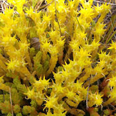 Sedum acre.<br>Photographer: John Smith-Dodsworth, Licence: <a target='_blank' href='https://creativecommons.org/licenses/by-nc/4.0'>CC BY-NC</a>.