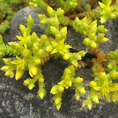 Kyeburn.<br>Photographer: John Barkla, Licence: <a target='_blank' href='https://creativecommons.org/licenses/by/4.0'>CC BY</a>.