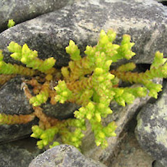 Kyeburn.<br>Photographer: John Barkla, Licence: <a target='_blank' href='https://creativecommons.org/licenses/by/4.0'>CC BY</a>.