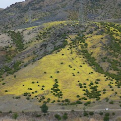Invading degraded pasture, Cromwell, Otago.<br>Photographer: Jesse Bythell, Date taken: 23/12/2011, Licence: <a target='_blank' href='https://creativecommons.org/licenses/by-nc/4.0'>CC BY-NC</a>. <a class='member-message' href='/nzpcn/why-join-nzpcn/' target='_blank'>Members can view a larger version of this image.</a>