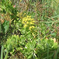 Sedum kimnachii
